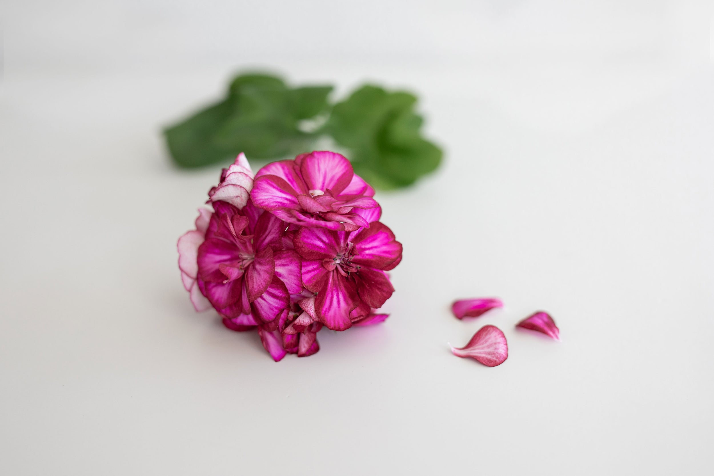 Geranium flower
