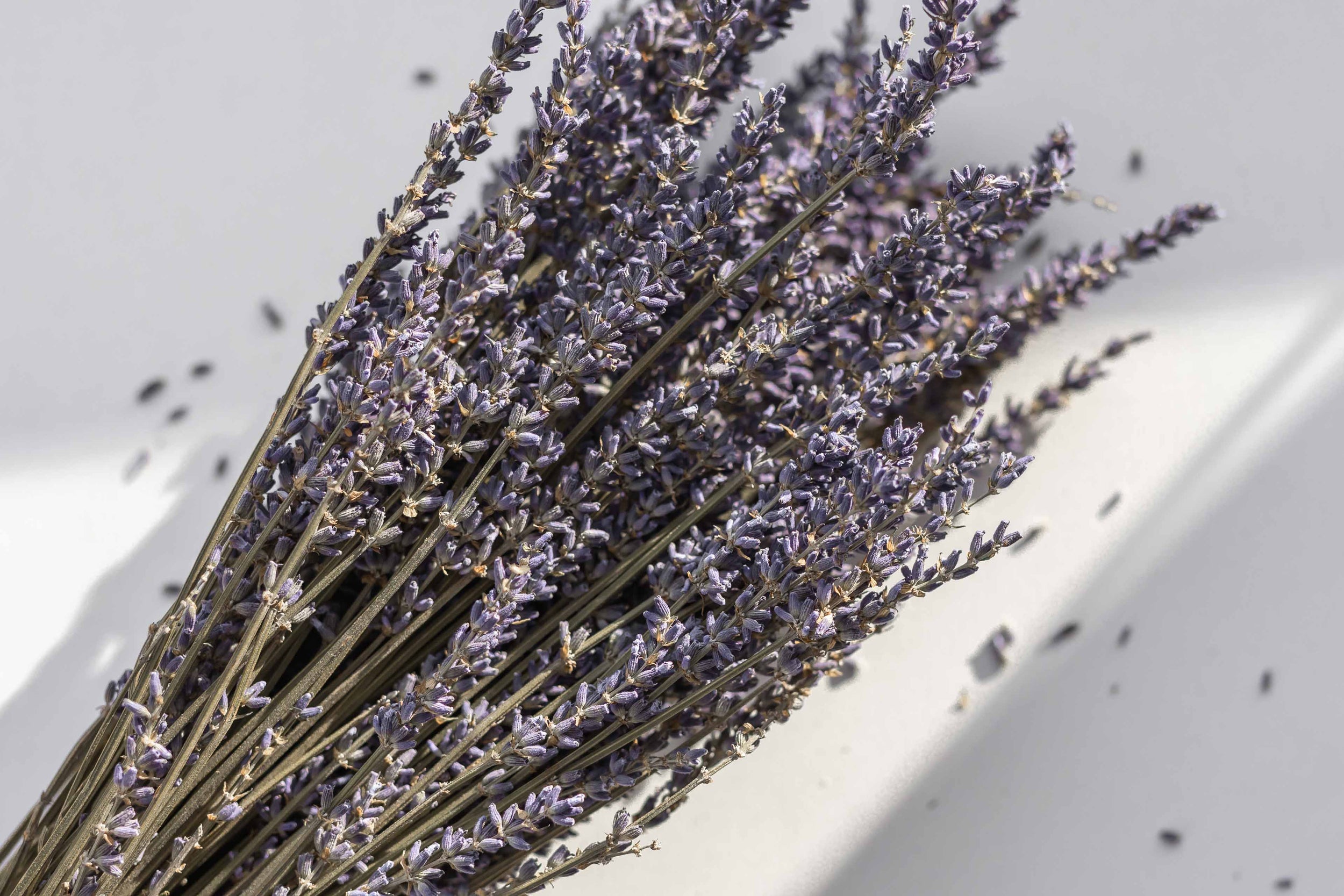 lavender plant